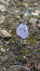 Colchicum triphyllum