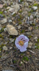 Colchicum triphyllum