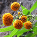 Orange-ball Tree - Photo (c) Carron Brown, some rights reserved (CC BY-NC-ND)
