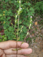 Euphrasia pectinata