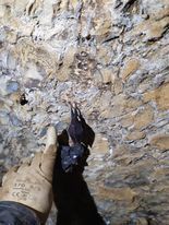 Rhinolophus hipposideros
