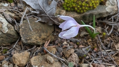 Colchicum triphyllum