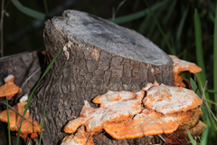 Piptoporus australiensis