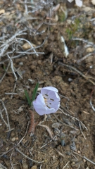 Colchicum triphyllum