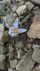Colchicum triphyllum