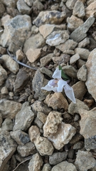 Colchicum triphyllum
