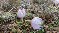 Colchicum triphyllum