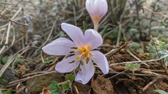 Colchicum triphyllum