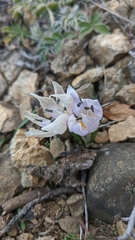 Colchicum triphyllum