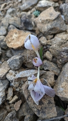 Colchicum triphyllum