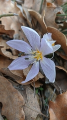 Colchicum triphyllum