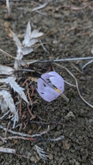 Colchicum triphyllum