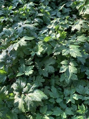 Artemisia lactiflora