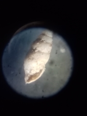 Carychium tridentatum