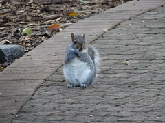Sciurus carolinensis
