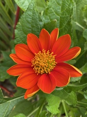 Dahlia coccinea