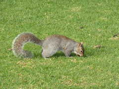 Sciurus carolinensis