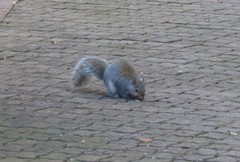 Sciurus carolinensis