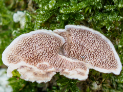 Steccherinum bourdotii