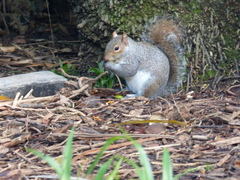 Sciurus carolinensis