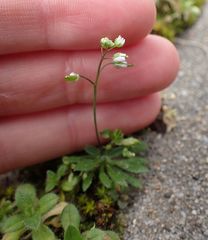 Draba verna