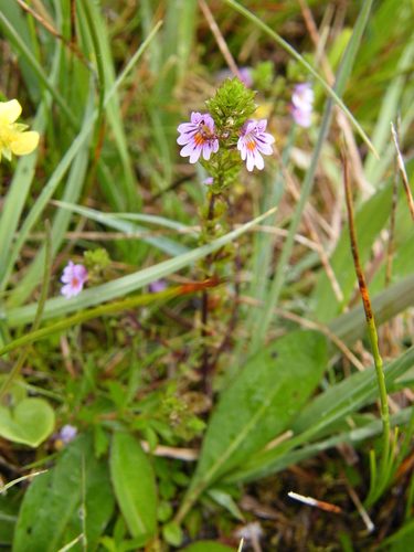 northern eyebright (Euphrasia micrantha)