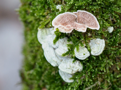 Steccherinum bourdotii