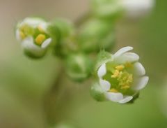 Draba verna