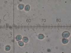 Steccherinum bourdotii