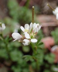 Cardamine hirsuta