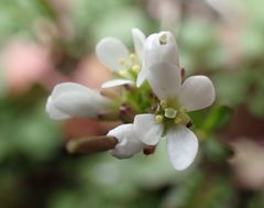 Cardamine hirsuta