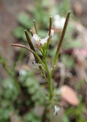 Cardamine hirsuta