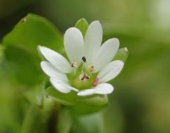 Stellaria media