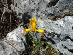 Iris xiphium lusitanica