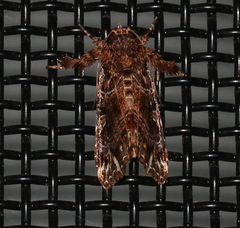 Callopistria rivularis