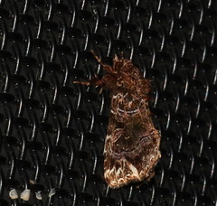 Callopistria rivularis