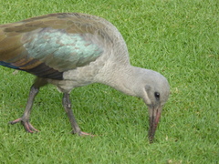 Bostrychia hagedash hagedash