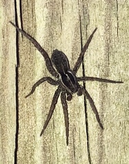 Pardosa palustris
