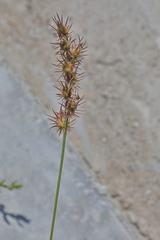 Cenchrus longispinus