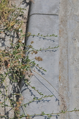 Cenchrus longispinus