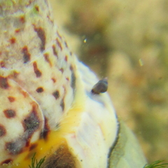 Eatoniella