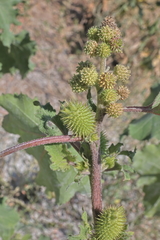 Xanthium orientale