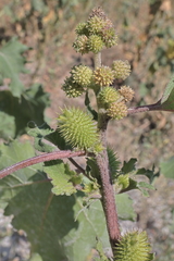 Xanthium orientale