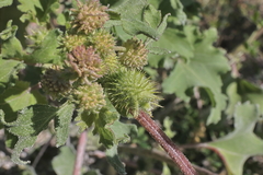 Xanthium orientale