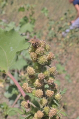 Xanthium orientale