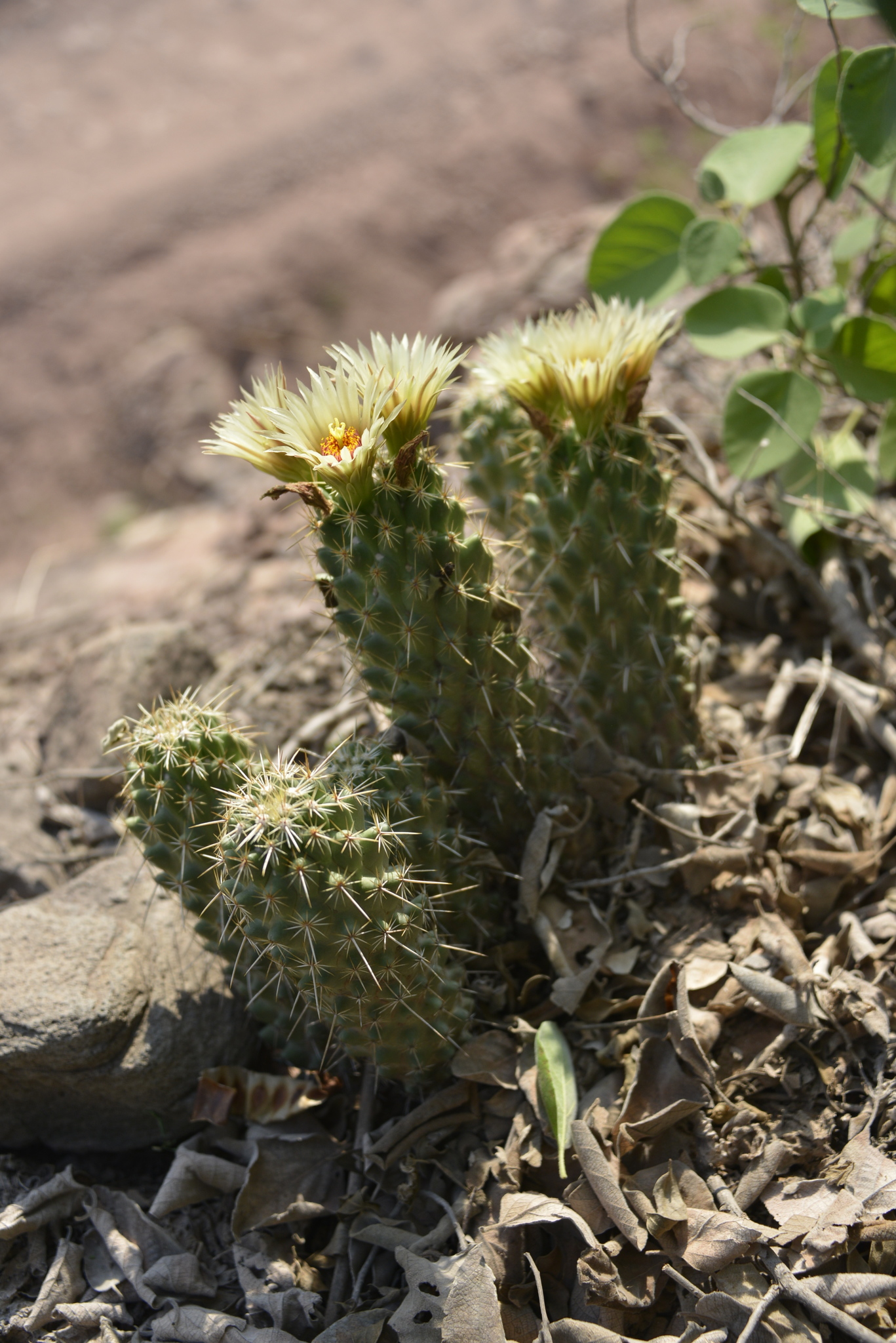 Coryphantha glassii