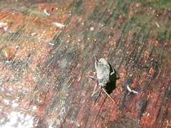 Hylopsallus