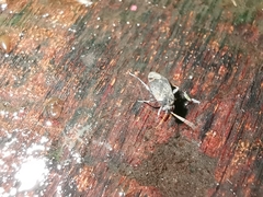 Hylopsallus