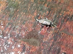 Hylopsallus
