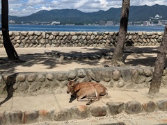 Cervus nippon